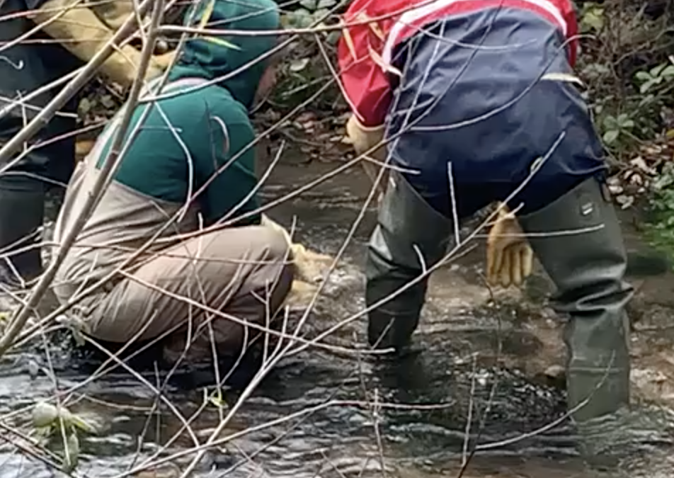 Semina di uova di trote mediterranee nel Bacino del Fiume Chienti