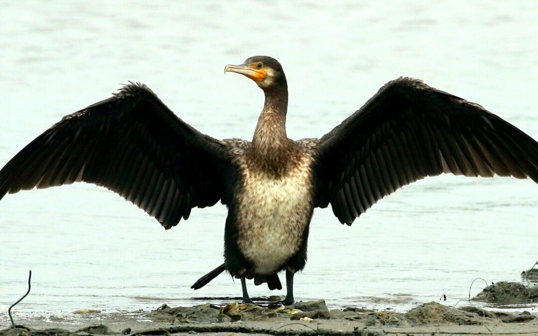 Nell’Ue troppi cormorani, la Commissione pronta ad autorizzare la caccia
